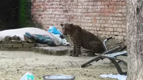 Amethi News: अमेठी में तेंदुए का आतंक: पूरे दिन प्रशासन से आंख मिचौली, ग्रामीणों में दहशत Amethi News: अमेठी में तेंदुए का आतंक: पूरे दिन प्रशासन से आंख मिचौली, ग्रामीणों में दहशत