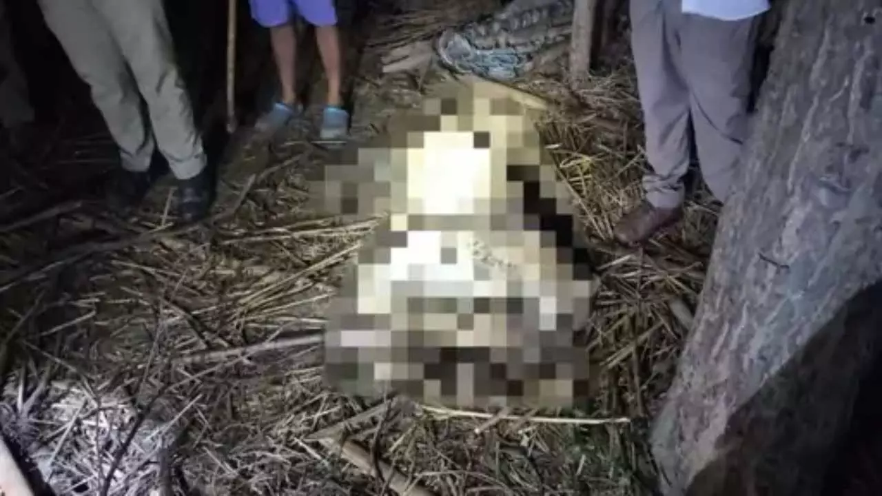 Amethi News: तेंदुए का आतंक खत्म, ग्रामीण इलाके में मिला शव, पीएम रिपोर्ट से मौत की असल वजह का होगा खुलासा