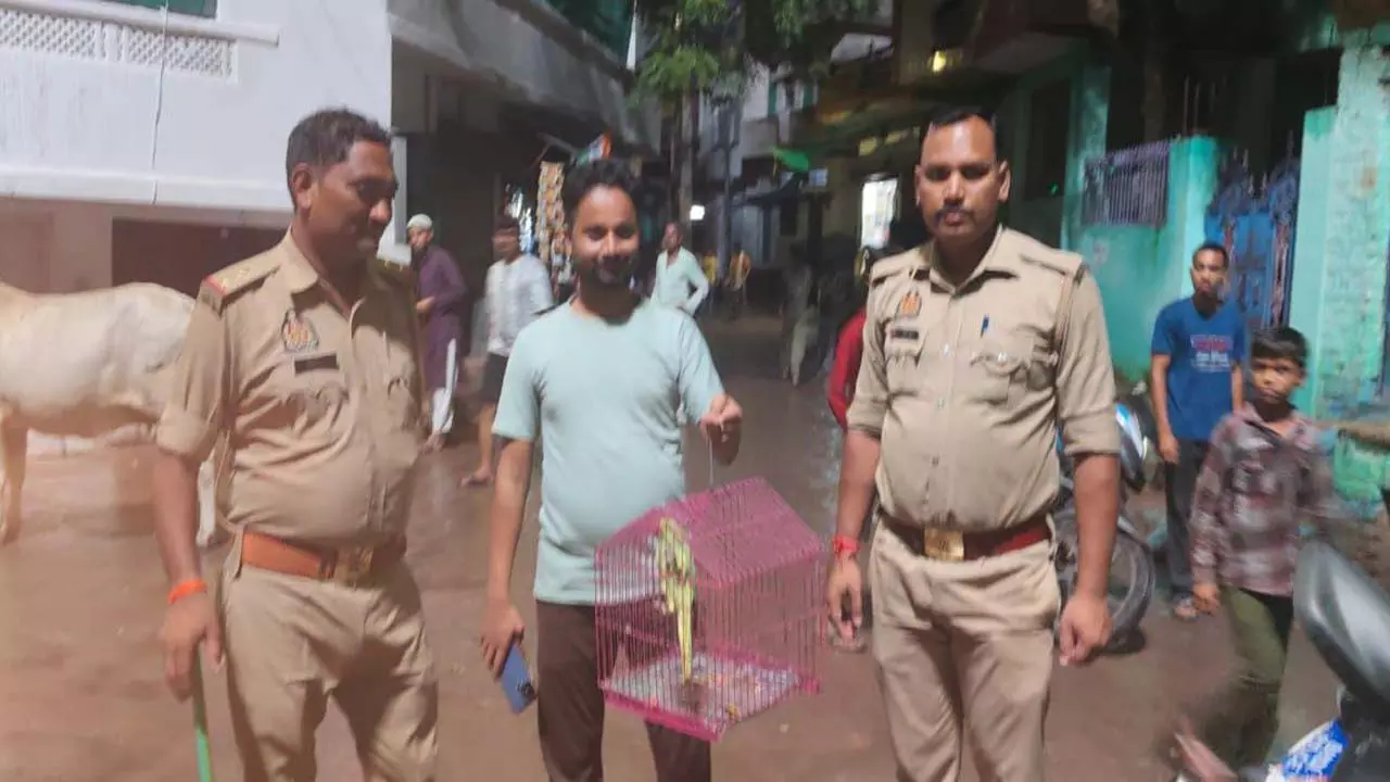 The police, who spent several days searching for buffaloes, found a parrot in a few hours, released the minor thieves after warning them