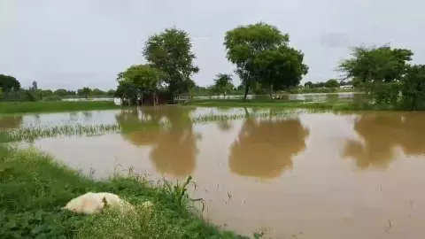 Chandauli News: गंगा का जलस्तर खतरे के निशान को हुआ पार,लोगों की बढ़ी मुश्किलें,पलायन को लोग हुए मजबूर Chandauli News: गंगा का जलस्तर खतरे के निशान को हुआ पार,लोगों की बढ़ी मुश्किलें,पलायन को लोग हुए मजबूर