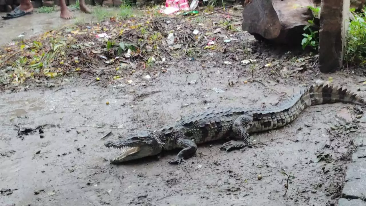 Lakhimpur kheri News: ईसानगर के खमरिया कला गांव में निकला मगरमच्छ,वन विभाग ने किया रेस्क्यु