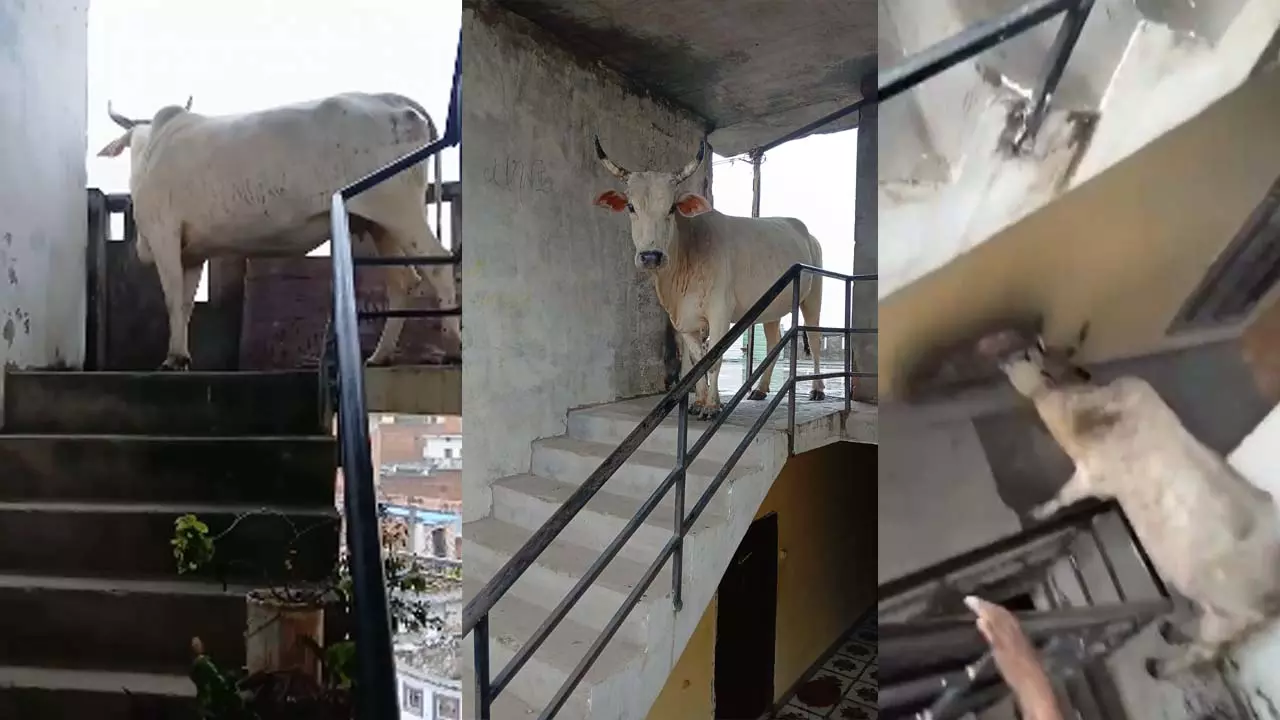 Cow climbed to fourth floor to escape avalanche, Municipal Corporation team rescued