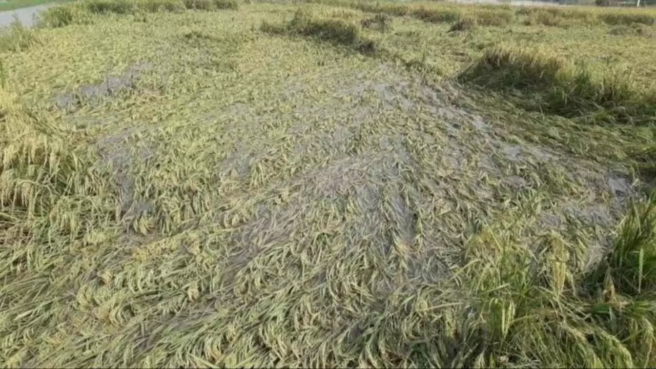 Mathura News: यमुना के बढ़ते जलस्तर से मथुरा में बाढ़ का खतरा, किसानों की फसल संकट में