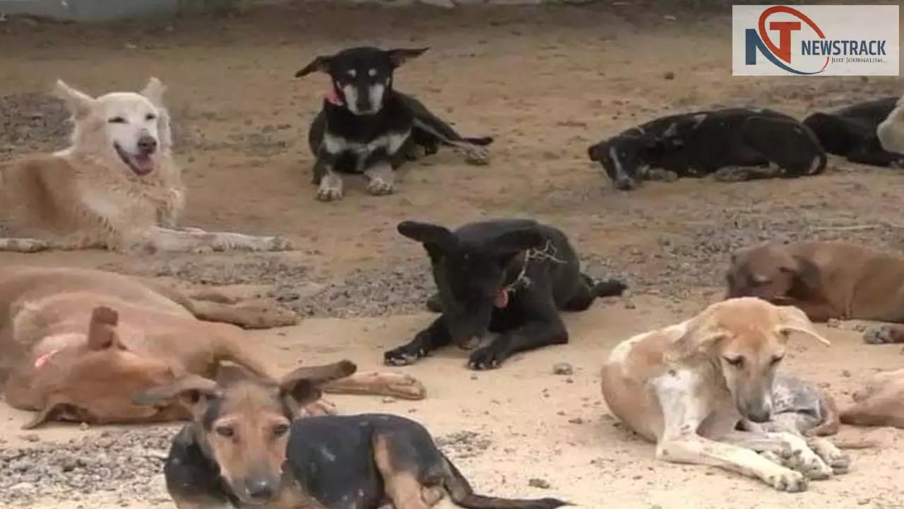 Supreme Courts strict order, no system in Barout - terror of stray dogs continues