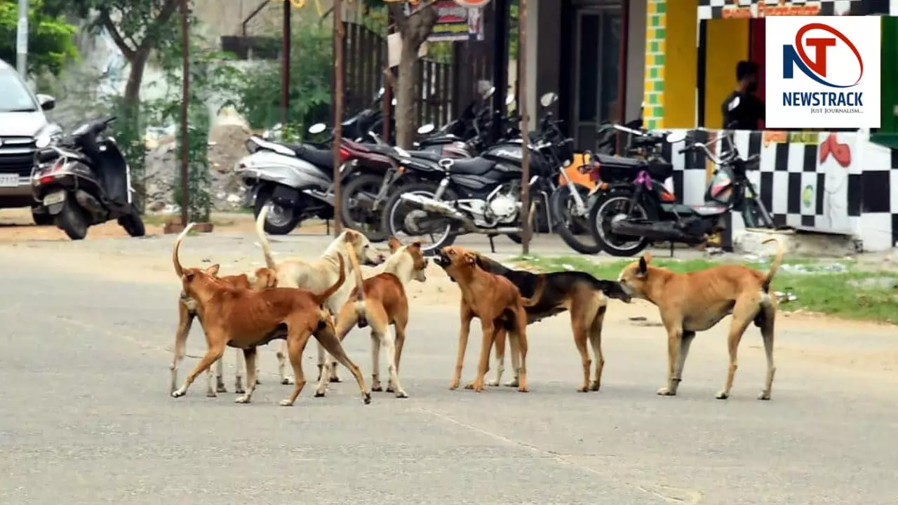 Stray Dogs In Delhi