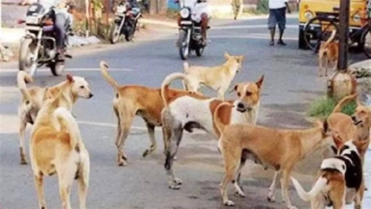 Hapur News: हापुड़ में आवारा कुत्तों का आतंक: पांच साल में नहीं हुआ एक भी पंजीकरण, सुप्रीम कोर्ट के आदेश के बाद अब क्या होगी कार्रवाई?
