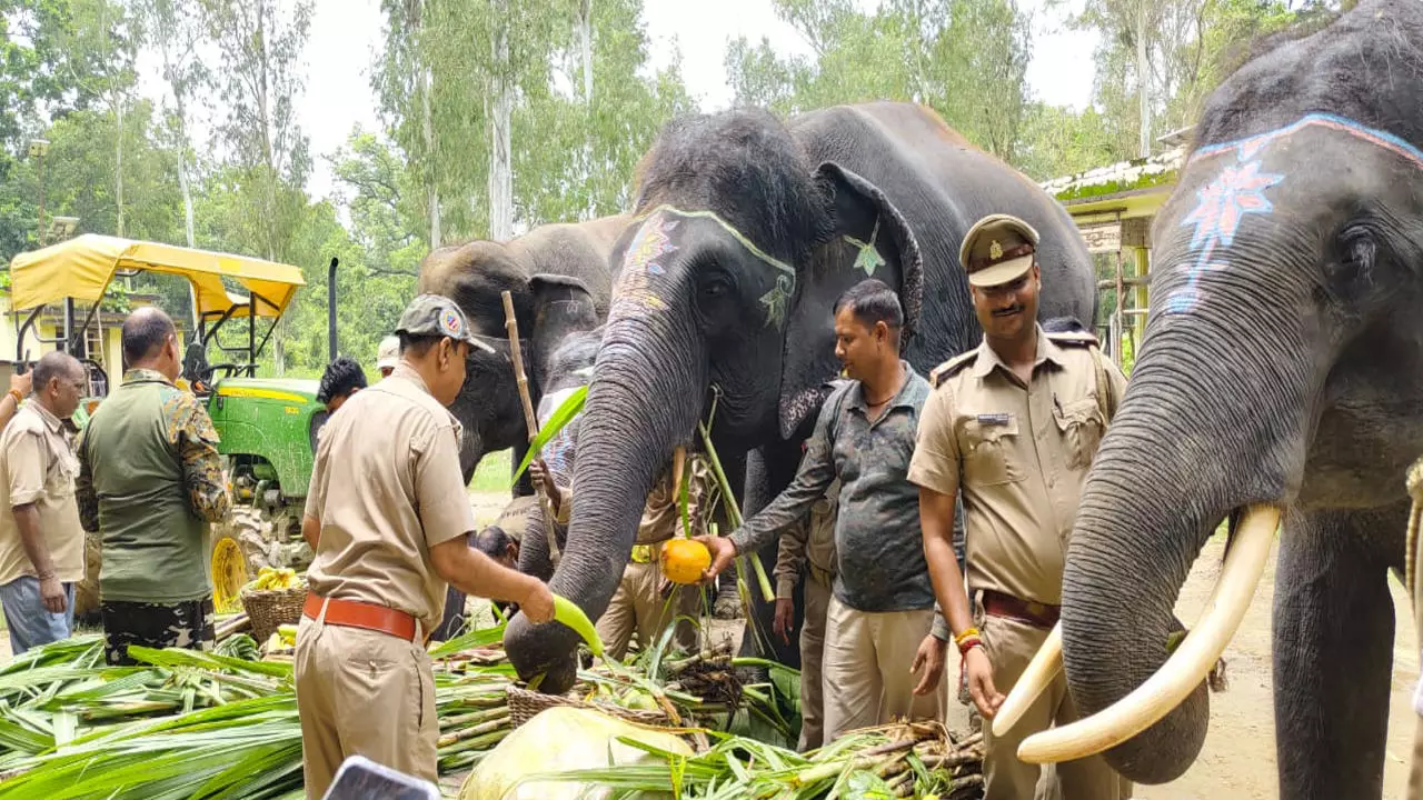 Lakhimpur Kheri News: विश्व हाथी दिवस पर दुधवा पार्क के हाथियों ने उड़ाई दावत