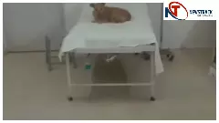 रायबरेली: जिला अस्पताल बना आवारा कुत्तों का अड्डा, वायरल वीडियो से मचा हड़कंप