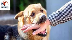 Kutta Kat Le To Kya Kare First Aid For Dog Bite Supreme Court Action