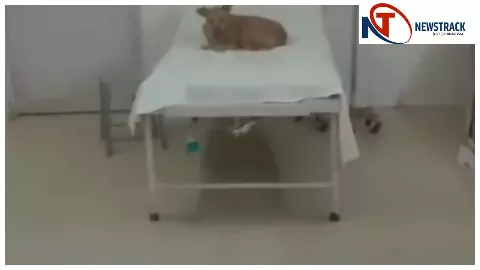 रायबरेली: जिला अस्पताल बना आवारा कुत्तों का अड्डा, वायरल वीडियो से मचा हड़कंप
