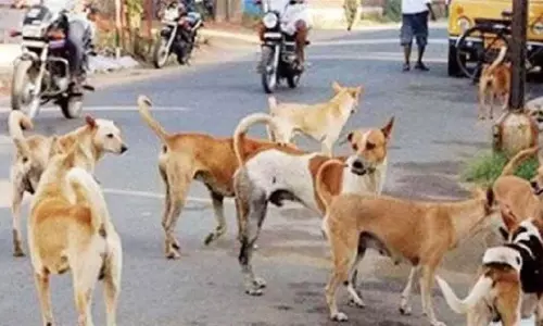Hapur News: हापुड़ में आवारा कुत्तों का आतंक: पांच साल में नहीं हुआ एक भी पंजीकरण, सुप्रीम कोर्ट के आदेश के बाद अब क्या होगी कार्रवाई?
