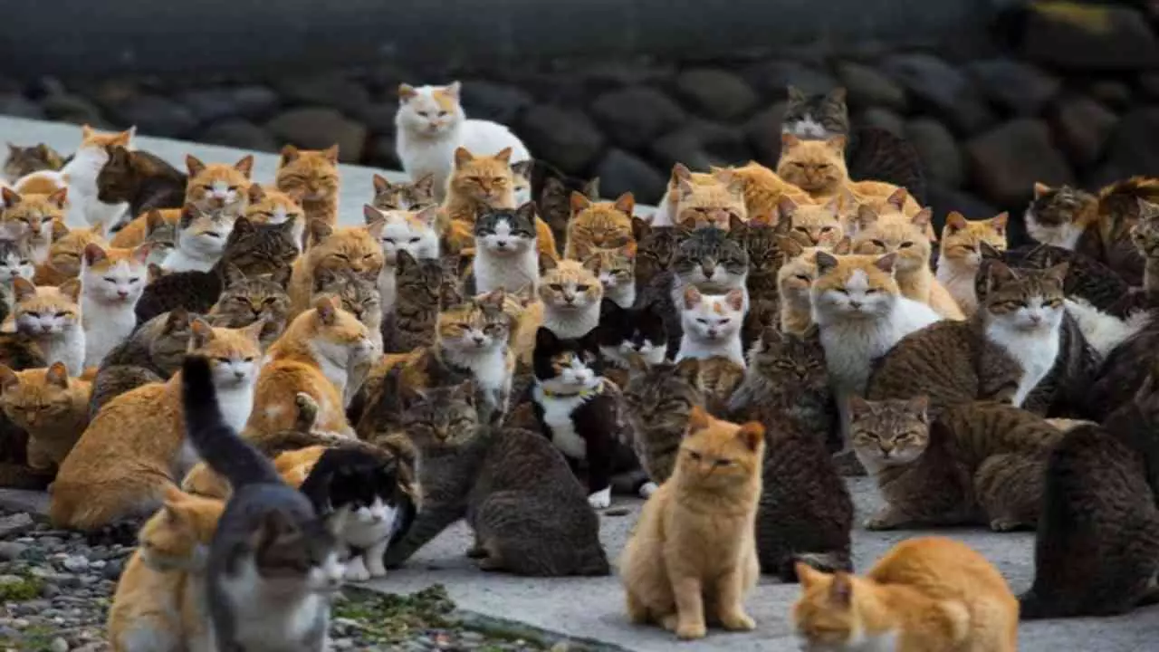 Place Where Cats Rule Not Dogs