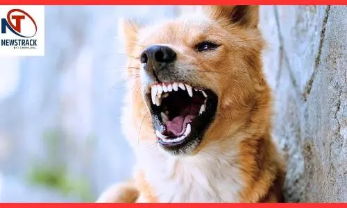 Vacuum Effect Of Removing Dogs