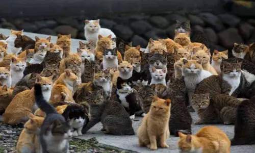 Place Where Cats Rule Not Dogs