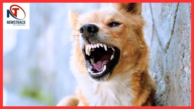 Vacuum Effect Of Removing Dogs