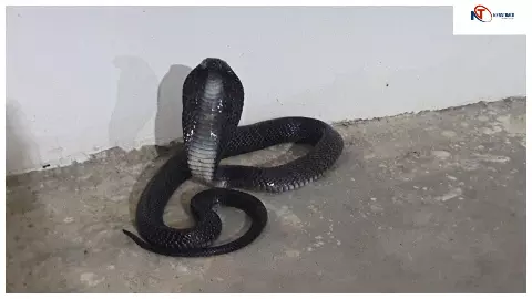 Etawah News : प्रेम किशोर द्विवेदी के घर में घुसा 6 फीट लंबा कोबरा, पालतू कुत्तों ने दिखाई बहादुरी Etawah News : प्रेम किशोर द्विवेदी के घर में घुसा 6 फीट लंबा कोबरा, पालतू कुत्तों ने दिखाई बहादुरी