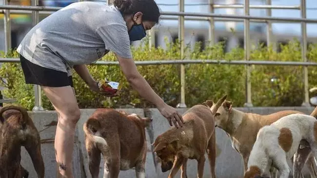 Why Dogs Become Aggressive