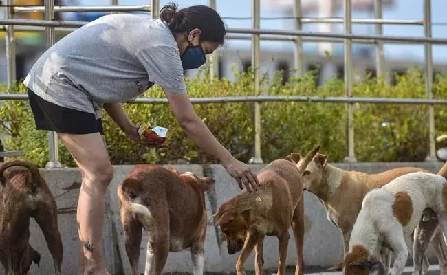 Why Dogs Become Aggressive