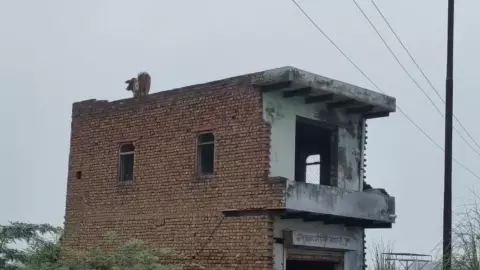 Mathura News: दूसरी मंज़िल पर चढ़ा सांड, मथुरा के अड़ींग गांव में मचा हड़कंप