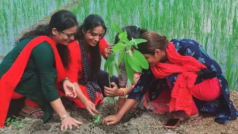 plantation in memory of the late Daughters