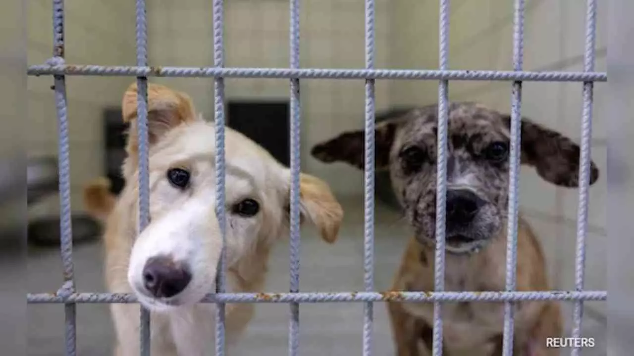 Supreme Court Stray Dog Order