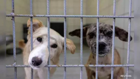 Supreme Court Stray Dog Order