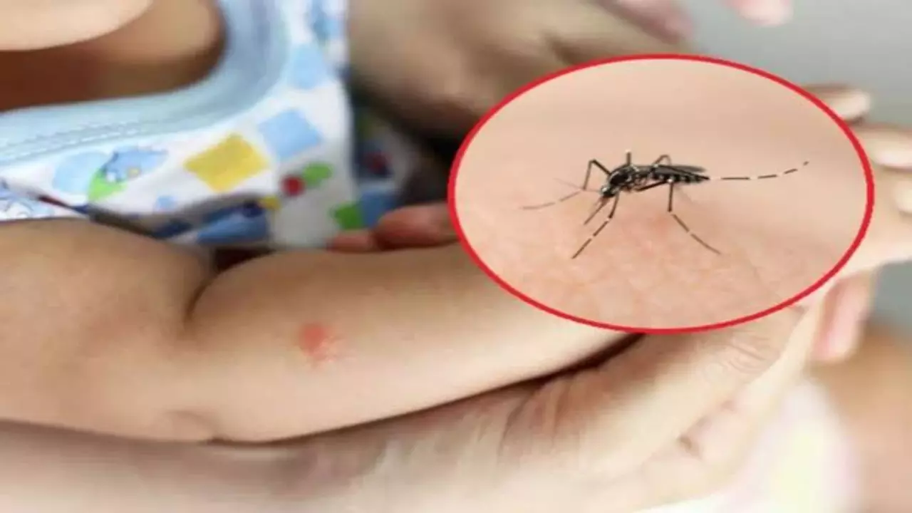 World Mosquito Day 2025