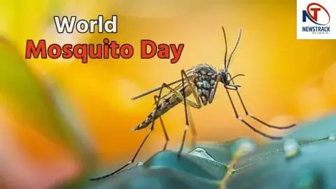 World Mosquito Day