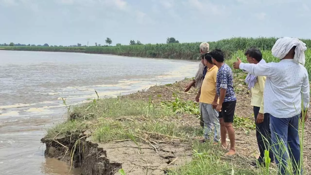 Yamuna River Submerges Hundreds of Bighas of Crops Yamuna River Submerges Hundreds of Bighas of Crops