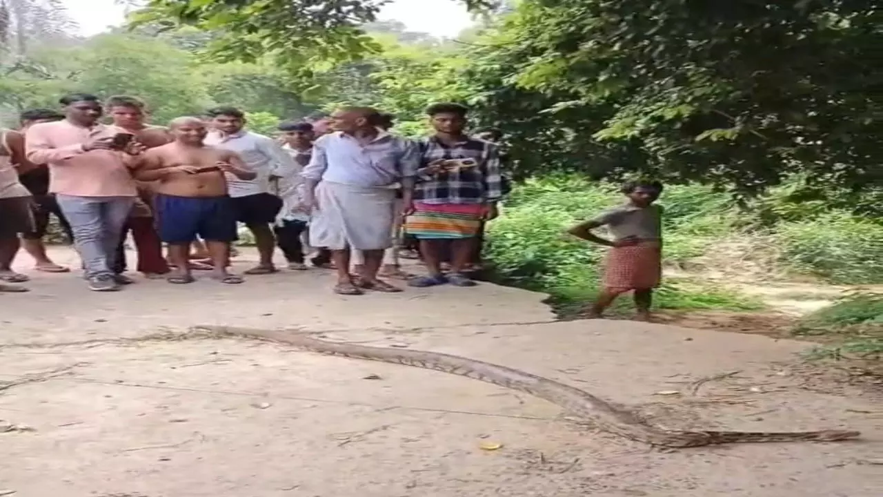 Sitapur News: ग्रामीणों ने दिखाई हिम्मत, अजगर को पकड़कर वन विभाग को सौंपा