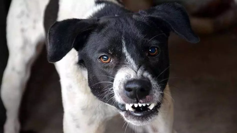 dog attack symptoms