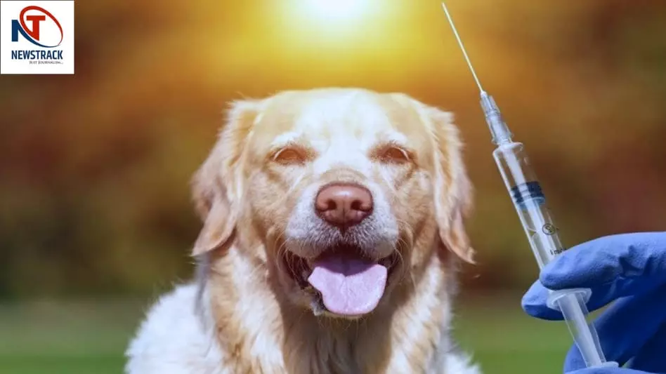 Can Dog Licks Spread Rabies Infection