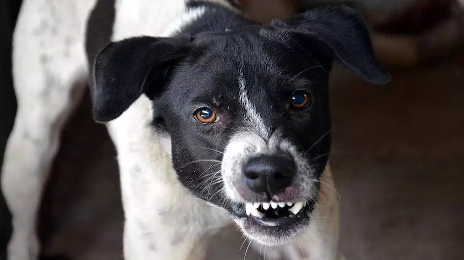 dog attack symptoms