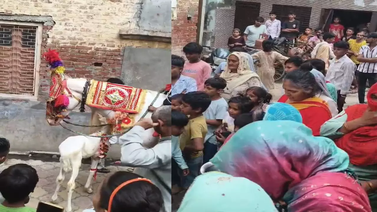 Baghpat News: जानवर नहीं परिवार है, घोड़ी के बच्चे के जन्म पर ऐसा उत्सव देखा नहीं होगा Baghpat News: जानवर नहीं परिवार है, घोड़ी के बच्चे के जन्म पर ऐसा उत्सव देखा नहीं होगा