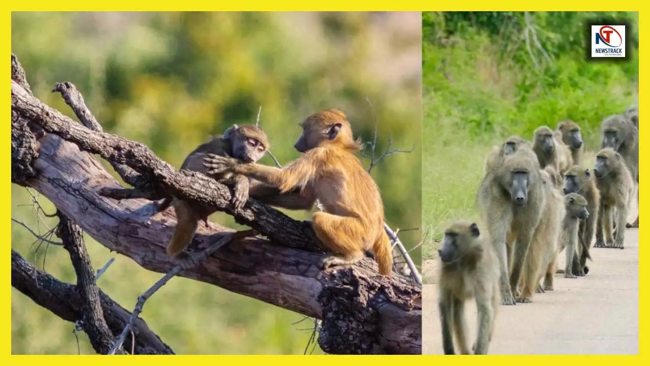 Baboons Bander: आखिर क्यों बबून्स चलते हैं एक लाइन में? वजह कर देगी हैरान