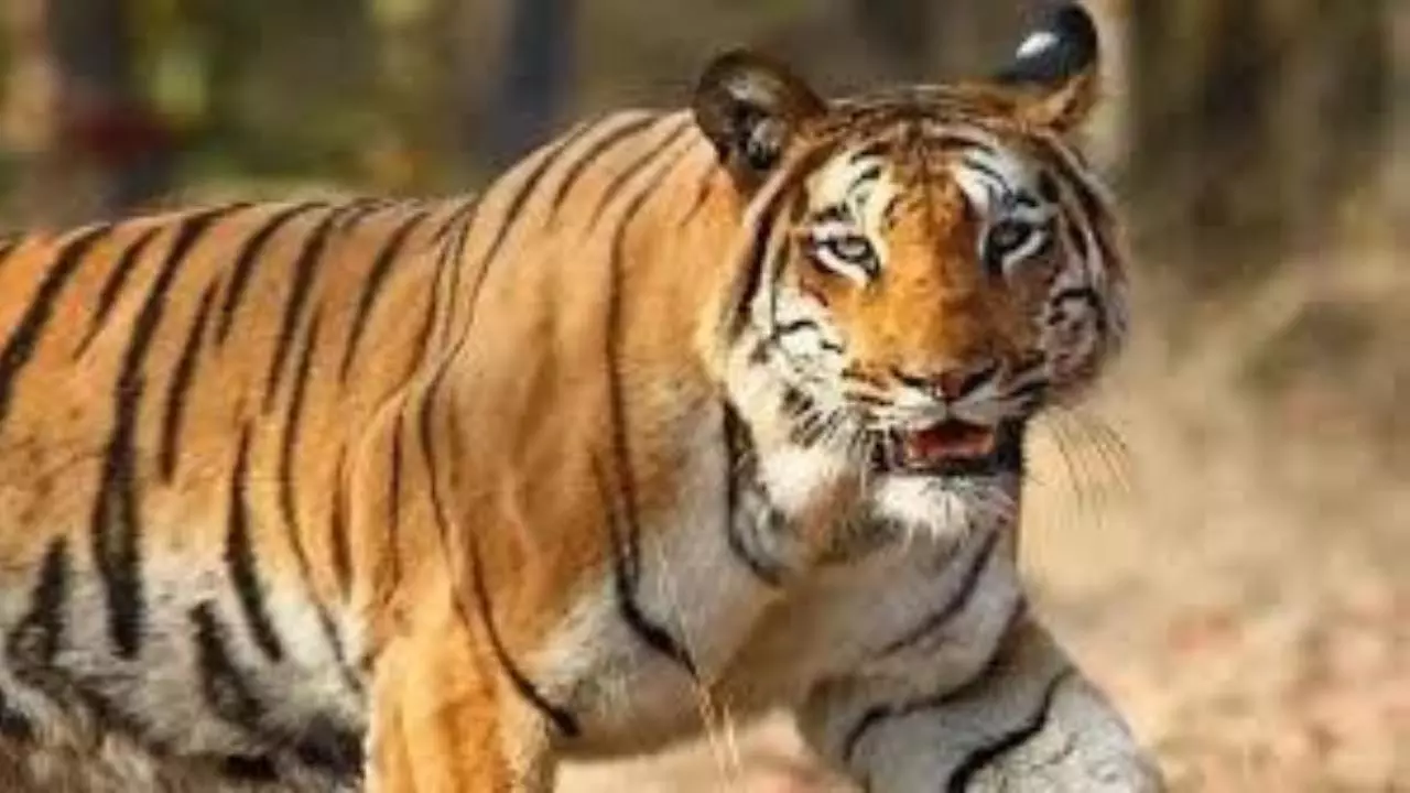 Sitapur News: बाघ ने फिर ली एक किसान की जान, इलाके में दहशत का माहौल