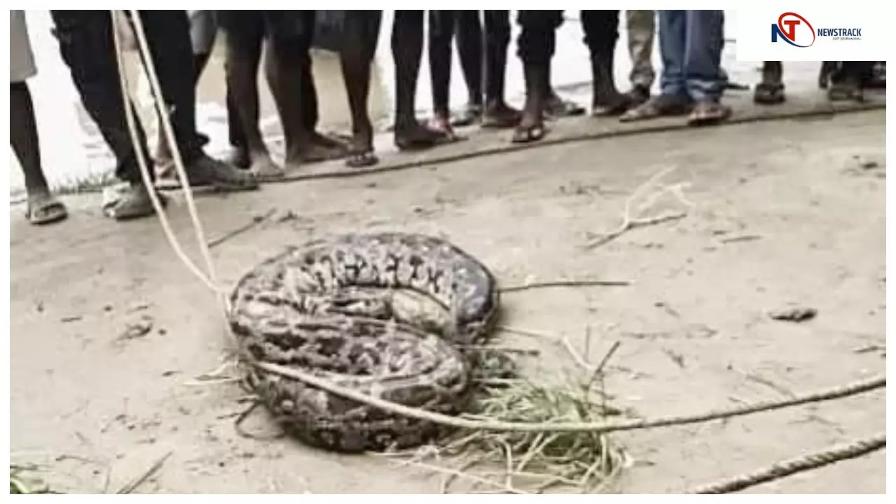 Chandauli News: आदमपुर गांव में गंगा नदी से निकला 12 फीट का अजगर, ग्रामीणों में दहशत
