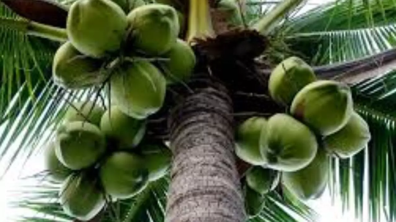 World Coconut Day