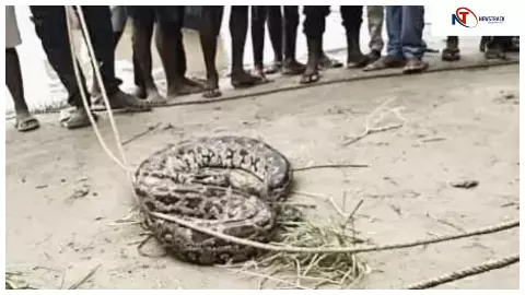 Chandauli News: आदमपुर गांव में गंगा नदी से निकला 12 फीट का अजगर, ग्रामीणों में दहशत Chandauli News: आदमपुर गांव में गंगा नदी से निकला 12 फीट का अजगर, ग्रामीणों में दहशत