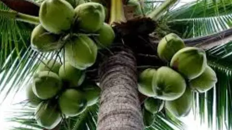 World Coconut Day