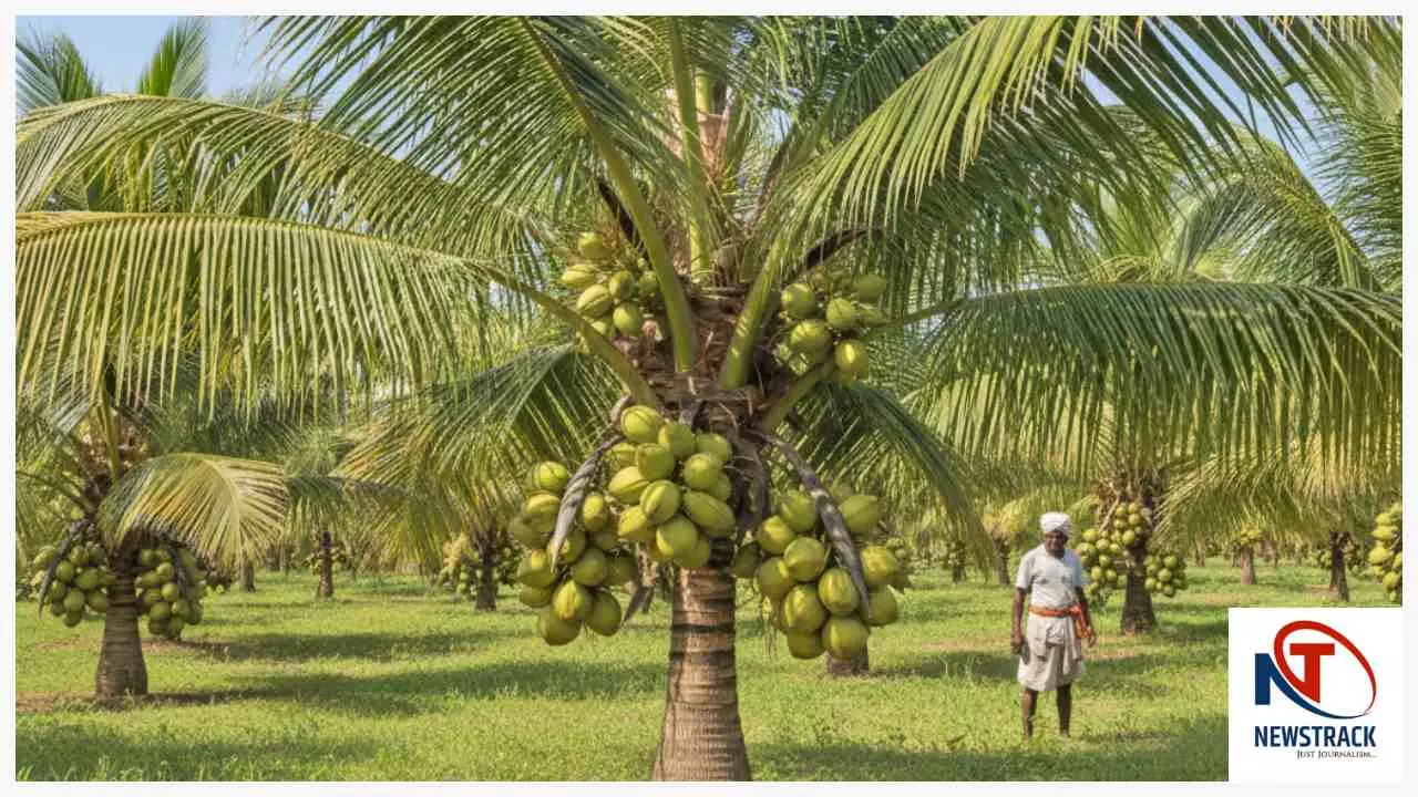 ड्वार्फ नारियल से कम समय में उच्च आय! छोटा निवेश, बड़ा मुनाफा