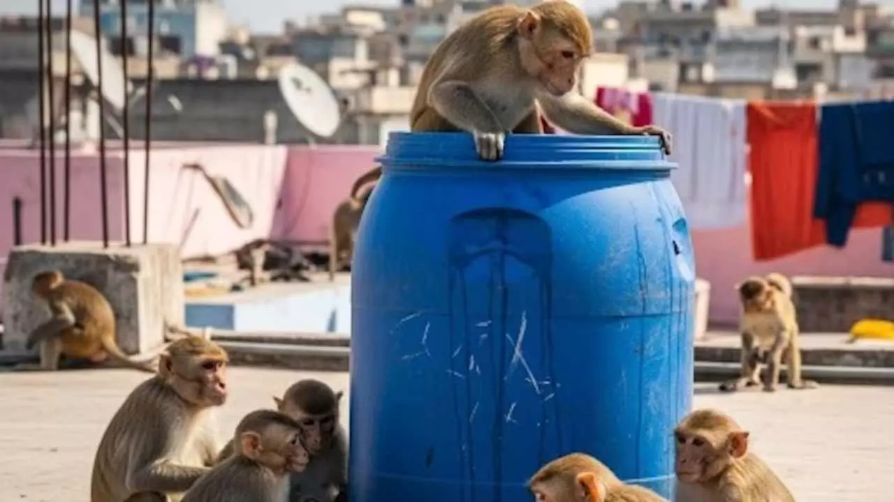 सीतापुर मैं खूनी बंदरों का खौफनाक खेल, 2 महीने के बच्चें को ड्रम में डुबाया, मौत से मचा कोहराम
