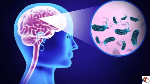 Brain Eating Amoeba