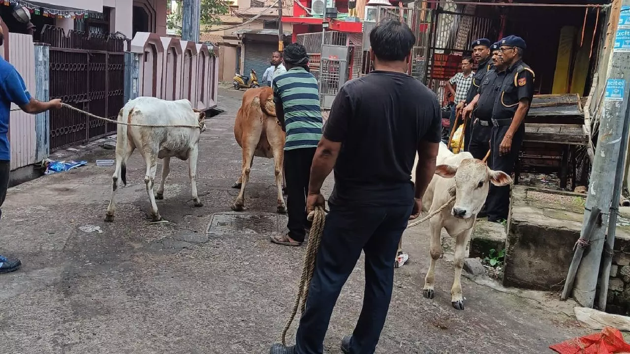 Cow Attack in Lucknow