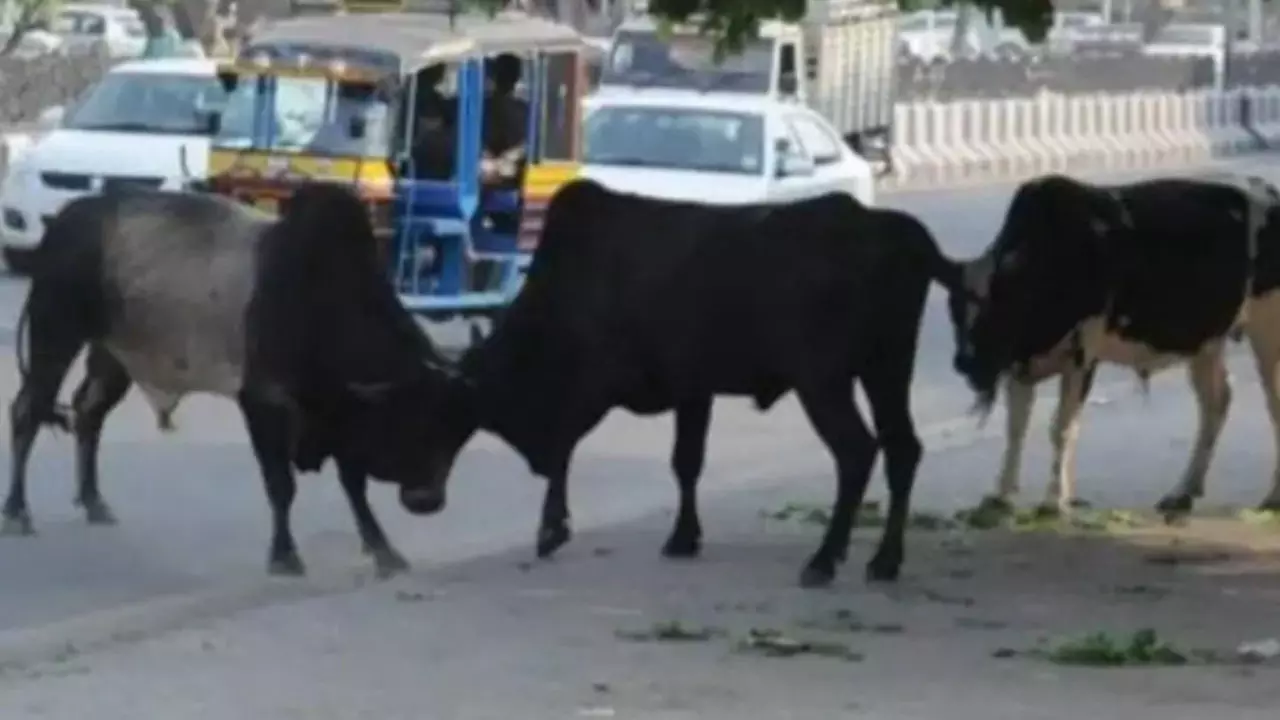 Auraiya News: कस्बे में आवारा गोवंश की समस्या बनी विकराल, लोगों में बढ़ा भय और आक्रोश