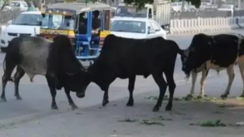 Auraiya News: कस्बे में आवारा गोवंश की समस्या बनी विकराल, लोगों में बढ़ा भय और आक्रोश Auraiya News: कस्बे में आवारा गोवंश की समस्या बनी विकराल, लोगों में बढ़ा भय और आक्रोश