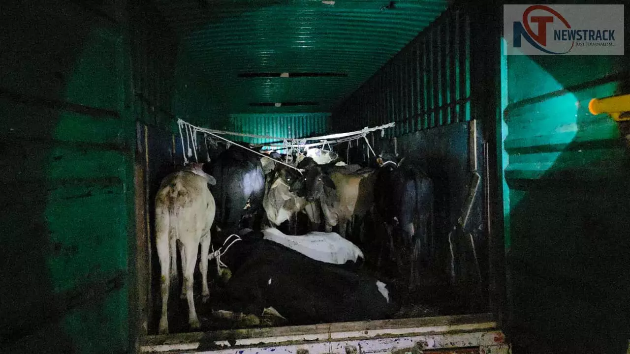 Police encounter with cow smuggler, recover 22 cows