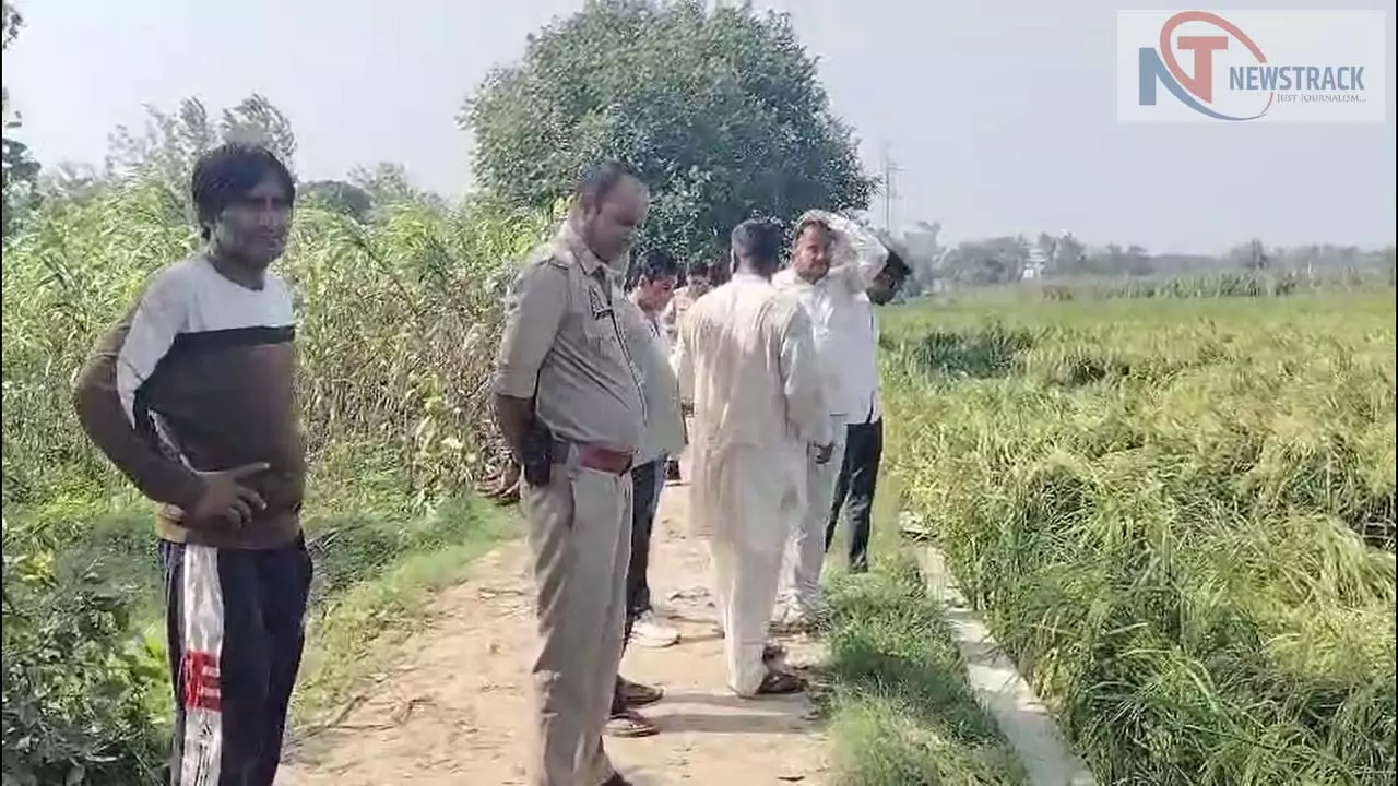 Thieves stealing cables from poles of moving high tension line, farmers rejoicing