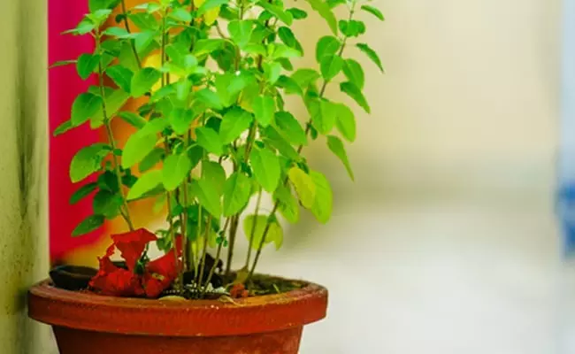 Tulsi Plant Vastu Niyam