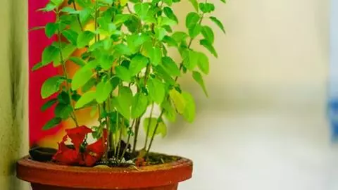 Tulsi Plant Vastu Niyam Tulsi Plant Vastu Niyam